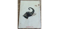 Votre série Mickey ( 2e série) - Album No14 Jim La Jungle et les chasseurs d’éléphants ( série éléphant blanc)  De Walt Disney 